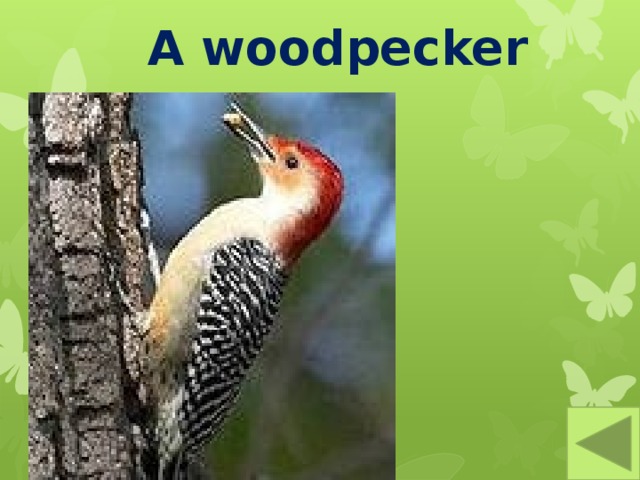 A woodpecker 