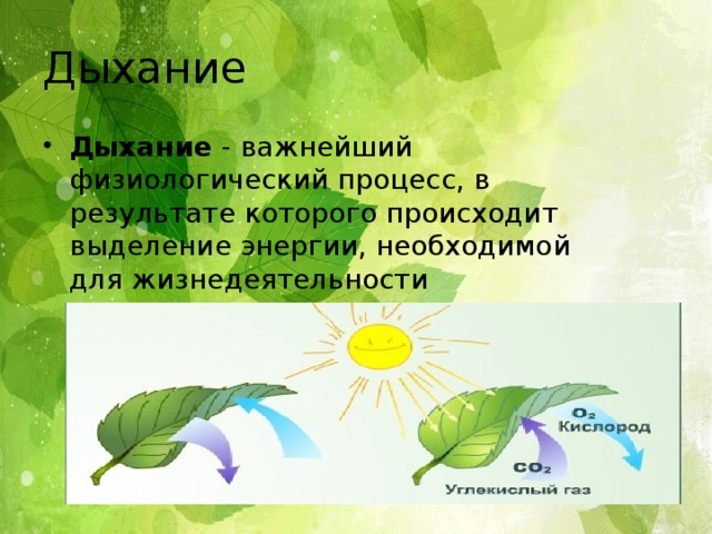 Дыхание Дыхание - важнейший физиологический процесс, в результате которого происходит выделение энергии, необходимой для жизнедеятельности растительного организма. 