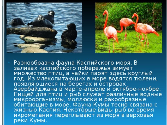 Разнообразна фауна Каспийского моря. В заливах каспийского побережья зимует множество птиц, а чайки парят здесь круглый год. Из млекопитающих в море водятся тюлени, появляющиеся на берегах и островах Азербайджана в марте-апреле и октябре-ноябре. Пищей для птиц и рыб служат различные водные микроорганизмы, моллюски и ракообразные обитающие в море. Фауна Кумы тесно связана с жизнью Каспия. Некоторые виды рыб во время икрометания переплывают из моря в верховья реки Кумы. 