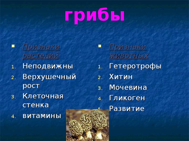 грибы Признаки растений Признаки животных Неподвижны Верхушечный рост Клеточная стенка витамины Гетеротрофы Хитин Мочевина Гликоген Развитие 