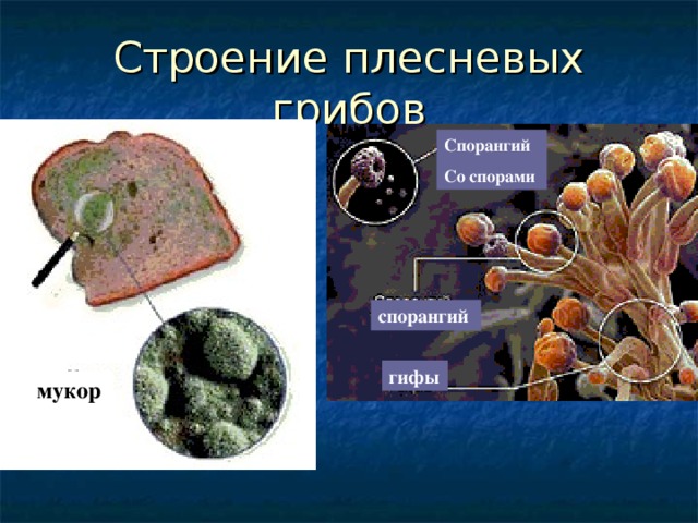 Спорангий Со спорами спорангий гифы мукор 