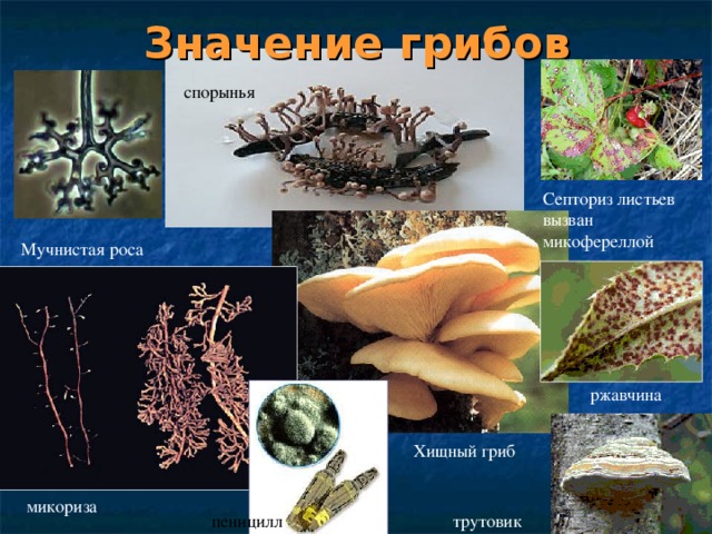 Значение грибов спорынья Септориз листьев вызван микофереллой Мучнистая роса ржавчина Хищный гриб микориза пеницилл трутовик 