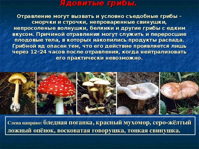 Ядовитые грибы.    Отравление могут вызвать и условно съедобные грибы – сморчки и строчки, непроваренные свинушки, непросоленые волнушки, белянки и другие грибы с едким вкусом. Причиной отравления могут служить и переросшие плодовые тела, в которых накопились продукты распада. Грибной яд опасен тем, что его действие проявляется лишь через 12–24 часов после отравления, когда нейтрализовать его практически невозможно. Слева направо: бледная поганка, красный мухомор, серо-жёлтый ложный опёнок, восковатая говорушка, тонкая свинушка. 