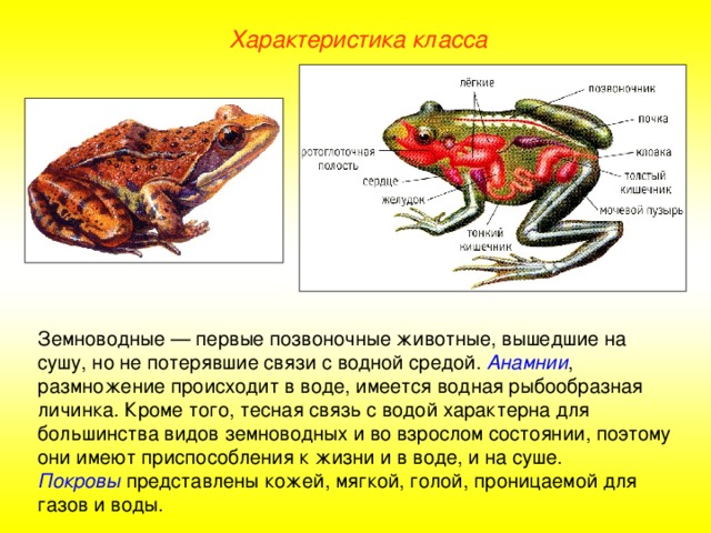 Характеристика класса Земноводные — первые позвоночные животные, вышедшие на сушу, но не потерявшие связи с водной средой. Анамнии , размножение происходит в воде, имеется водная рыбообразная личинка. Кроме того, тесная связь с водой характерна для большинства видов земноводных и во взрослом состоянии, поэтому они имеют приспособления к жизни и в воде, и на суше. Покровы представлены кожей, мягкой, голой, проницаемой для газов и воды.  
