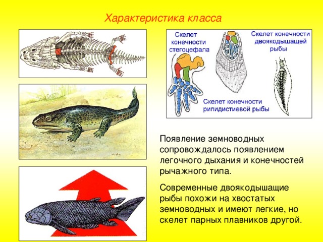 Характеристика класса Появление земноводных сопровождалось появлением легочного дыхания и конечностей рычажного типа. Современные двоякодышащие рыбы похожи на хвостатых земноводных и имеют легкие, но скелет парных плавников другой.  