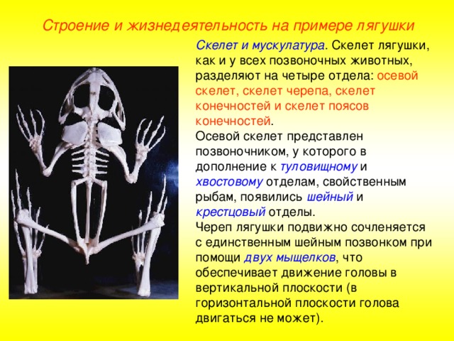 Строение и жизнедеятельность на примере лягушки Скелет и мускулатура . Скелет лягушки, как и у всех позвоночных животных, разделяют на четыре отдела: осевой скелет, скелет черепа, скелет конечностей и скелет поясов конечностей . Осевой скелет представлен позвоночником, у которого в дополнение к туловищному и хвостовому отделам, свойственным рыбам, появились шейный и крестцовый отделы. Череп лягушки подвижно сочленяется с единственным шейным позвонком при помощи двух мыщелков , что обеспечивает движение головы в вертикальной плоскости (в горизонтальной плоскости голова двигаться не может).  