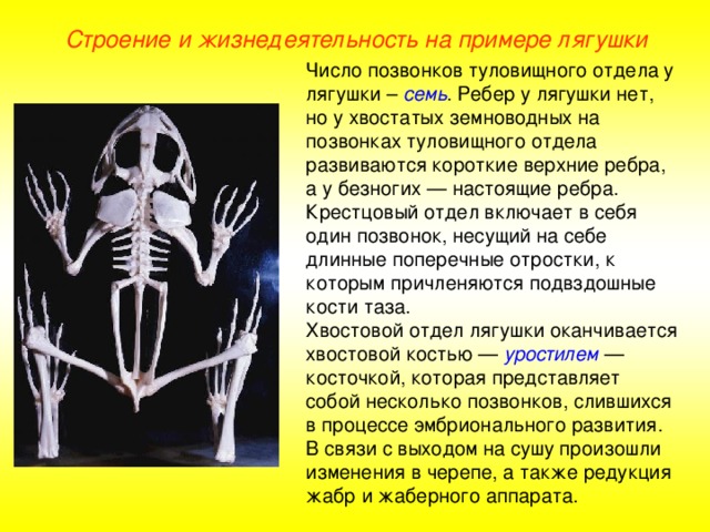 Строение и жизнедеятельность на примере лягушки Число позвонков туловищного отдела у лягушки – семь . Ребер у лягушки нет, но у хвостатых земноводных на позвонках туловищного отдела развиваются короткие верхние ребра, а у безногих — настоящие ребра. Крестцовый отдел включает в себя один позвонок, несущий на себе длинные поперечные отростки, к которым причленяются подвздошные кости таза. Хвостовой отдел лягушки оканчивается хвостовой костью — уростилем — косточкой, которая представляет собой несколько позвонков, слившихся в процессе эмбрионального развития. В связи с выходом на сушу произошли изменения в черепе, а также редукция жабр и жаберного аппарата.  
