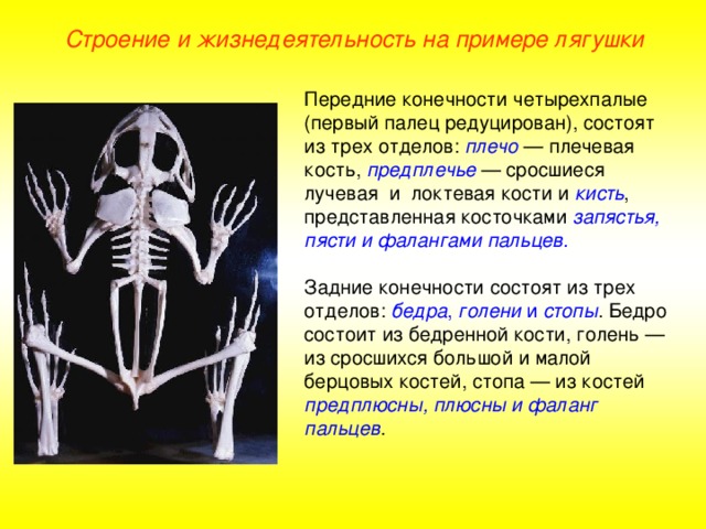 Строение и жизнедеятельность на примере лягушки Передние конечности четырехпалые (первый палец редуцирован), состоят из трех отделов: плечо — плечевая кость, предплечье — сросшиеся лучевая и локтевая кости и кисть , представленная косточками запястья, пясти и фалангами пальцев.  Задние конечности состоят из трех отделов: бедра , голени и стопы . Бедро состоит из бедренной кости, голень — из сросшихся большой и малой берцовых костей, стопа — из костей предплюсны, плюсны и фаланг пальцев .  