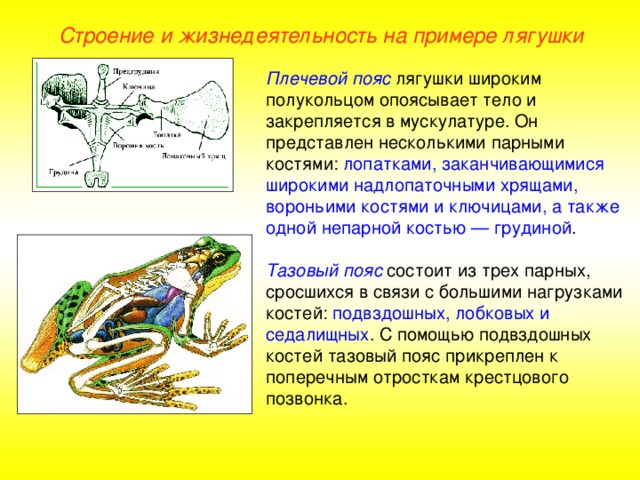 Строение и жизнедеятельность на примере лягушки Плечевой пояс лягушки широким полукольцом опоясывает тело и закрепляется в мускулатуре. Он представлен несколькими парными костями: лопатками, заканчивающимися широкими надлопаточными хрящами, вороньими костями и ключицами, а также одной непарной костью — грудиной . Тазовый пояс состоит из трех парных, сросшихся в связи с большими нагрузками костей: подвздошных, лобковых и седалищных . С помощью подвздошных костей тазовый пояс прикреплен к поперечным отросткам крестцового позвонка.  