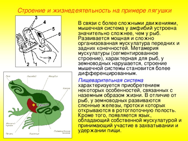 Строение и жизнедеятельность на примере лягушки В связи с более сложными движениями, мышечная система у амфибий устроена значительно сложнее, чем у рыб. Развивается мощная и сложно организованная мускулатура передних и задних конечностей. Метамерия мускулатуры (сегментированное строение), характерная для рыб, у земноводных нарушается, строение мышечной системы становится более дифференцированным. Пищеварительная система характеризуется приобретением некоторых особенностей, связанных с наземным образом жизни. В отличие от рыб, у земноводных развиваются слюнные железы, протоки которых открываются в ротоглоточную полость. Кроме того, появляется язык, обладающий собственной мускулатурой и принимающий участие в захватывании и удержании пищи.  