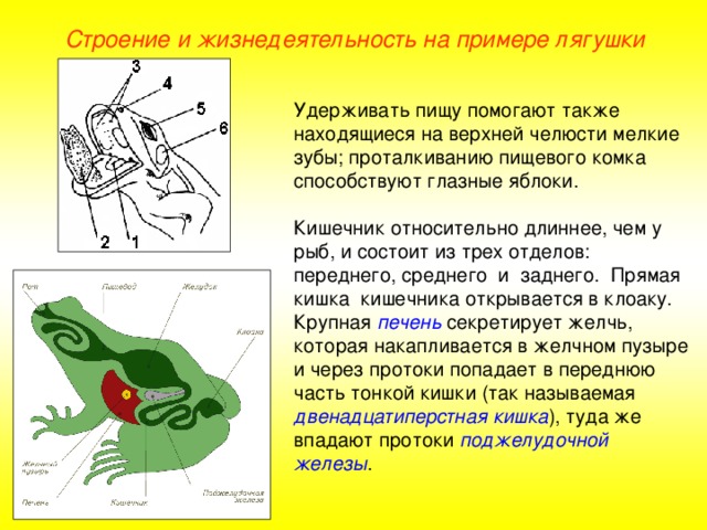 Строение и жизнедеятельность на примере лягушки Удерживать пищу помогают также находящиеся на верхней челюсти мелкие зубы; проталкиванию пищевого комка способствуют глазные яблоки. Кишечник относительно длиннее, чем у рыб, и состоит из трех отделов: переднего, среднего и заднего. Прямая кишка кишечника открывается в клоаку. Крупная печень секретирует желчь, которая накапливается в желчном пузыре и через протоки попадает в переднюю часть тонкой кишки (так называемая двенадцатиперстная кишка ), туда же впадают протоки поджелудочной железы .  
