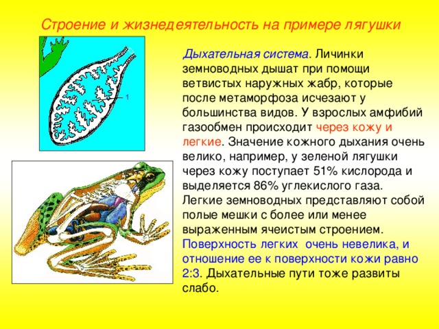 Строение и жизнедеятельность на примере лягушки Дыхательная система . Личинки земноводных дышат при помощи ветвистых наружных жабр, которые после метаморфоза исчезают у большинства видов. У взрослых амфибий газообмен происходит через кожу и легкие . Значение кожного дыхания очень велико, например, у зеленой лягушки через кожу поступает 51% кислорода и выделяется 86% углекислого газа. Легкие земноводных представляют собой полые мешки с более или менее выраженным ячеистым строением. Поверхность легких очень невелика, и отношение ее к поверхности кожи равно 2:3 . Дыхательные пути тоже развиты слабо.  