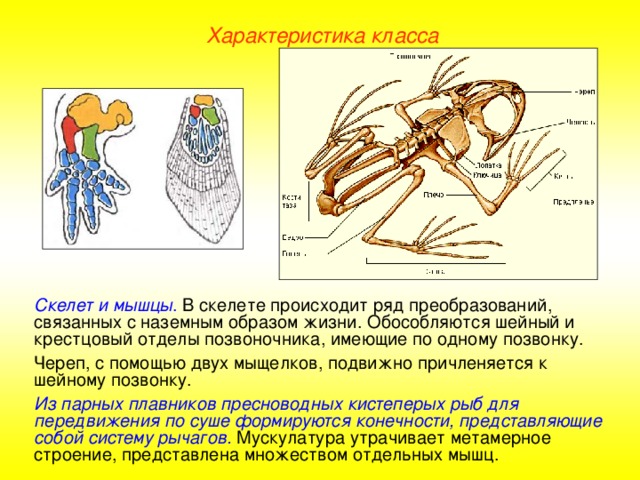 Характеристика класса Скелет и мышцы . В скелете происходит ряд преобразований, связанных с наземным образом жизни. Обособляются шейный и крестцовый отделы позвоночника, имеющие по одному позвонку. Череп, с помощью двух мыщелков, подвижно причленяется к шейному позвонку. Из парных плавников пресноводных кистеперых рыб для передвижения по суше формируются конечности, представляющие собой систему рычагов. Мускулатура утрачивает метамерное строение, представлена множеством отдельных мышц.  