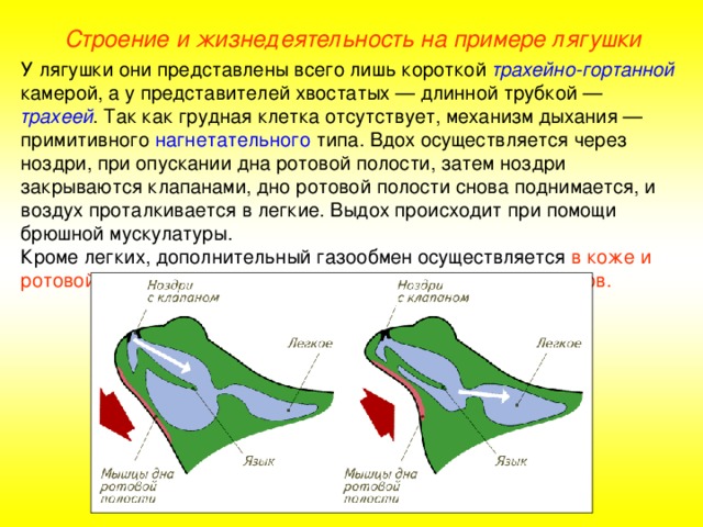 Строение и жизнедеятельность на примере лягушки У лягушки они представлены всего лишь короткой трахейно-гортанной камерой, а у представителей хвостатых — длинной трубкой — трахеей .  Так как грудная клетка отсутствует, механизм дыхания — примитивного нагнетательного типа. Вдох осуществляется через ноздри, при опускании дна ротовой полости, затем ноздри закрываются клапанами, дно ротовой полости снова поднимается, и воздух проталкивается в легкие. Выдох происходит при помощи брюшной мускулатуры. Кроме легких, дополнительный газообмен осуществляется в коже и ротовой полости, стенка которой пронизана сетью капилляров.  