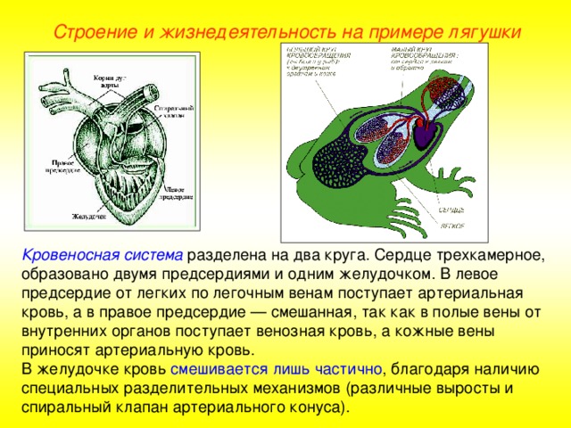 Строение и жизнедеятельность на примере лягушки Кровеносная система разделена на два круга. Сердце трехкамерное, образовано двумя предсердиями и одним желудочком. В левое предсердие от легких по легочным венам поступает артериальная кровь, а в правое предсердие — смешанная, так как в полые вены от внутренних органов поступает венозная кровь, а кожные вены приносят артериальную кровь. В желудочке кровь смешивается лишь частично , благодаря наличию специальных разделительных механизмов (различные выросты и спиральный клапан артериального конуса).  