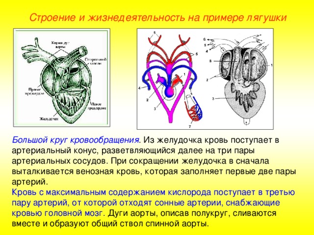 Строение и жизнедеятельность на примере лягушки Большой круг кровообращения . Из желудочка кровь поступает в артериальный конус, разветвляющийся далее на три пары артериальных сосудов. При сокращении желудочка в сначала выталкивается венозная кровь, которая заполняет первые две пары артерий. Кровь с максимальным содержанием кислорода поступает в третью пару артерий, от которой отходят сонные артерии, снабжающие кровью головной мозг. Дуги аорты, описав полукруг, сливаются вместе и образуют общий ствол спинной аорты.  