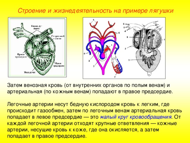 Строение и жизнедеятельность на примере лягушки Затем венозная кровь (от внутренних органов по полым венам) и артериальная (по кожным венам) попадают в правое предсердие. Легочные артерии несут бедную кислородом кровь к легким, где происходит газообмен, затем по легочным венам артериальная кровь попадает в левое предсердие — это малый круг кровообращения . От каждой легочной артерии отходят крупные ответвления — кожные артерии, несущие кровь к коже, где она окисляется, а затем попадает в правое предсердие.  