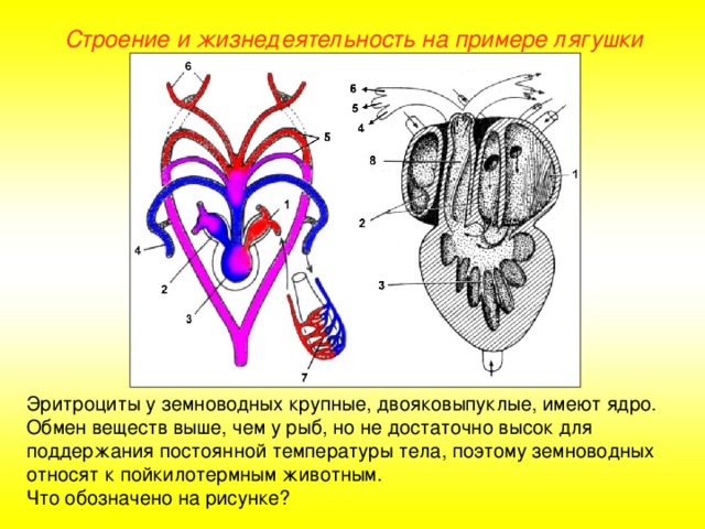 Строение и жизнедеятельность на примере лягушки Эритроциты у земноводных крупные, двояковыпуклые, имеют ядро. Обмен веществ выше, чем у рыб, но не достаточно высок для поддержания постоянной температуры тела, поэтому земноводных относят к пойкилотермным животным. Что обозначено на рисунке?  