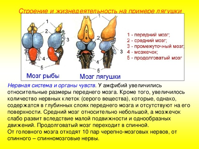 Строение и жизнедеятельность на примере лягушки Нервная система и органы чувств . У амфибий увеличились относительные размеры переднего мозга. Кроме того, увеличилось количество нервных клеток (серого вещества), которые, однако, содержатся в глубинных слоях переднего мозга и отсутствуют на его поверхности. Средний мозг относительно небольшой, а мозжечок слабо развит вследствие малой подвижности и однообразных движений. Продолговатый мозг переходит в спинной. От головного мозга отходят 10 пар черепно-мозговых нервов, от спинного – спинномозговые нервы.  