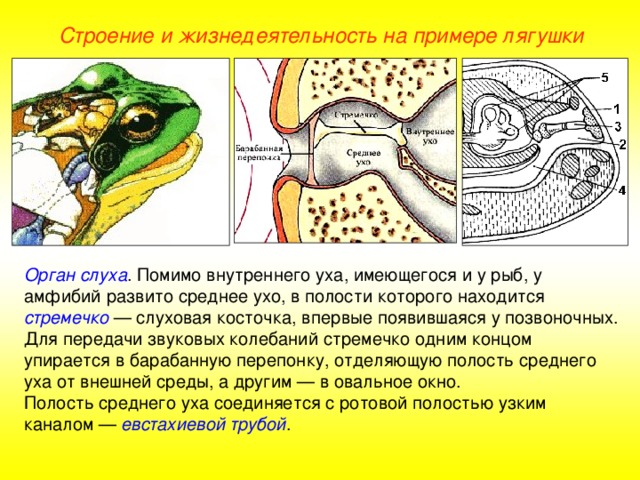 Строение и жизнедеятельность на примере лягушки Орган слуха . Помимо внутреннего уха, имеющегося и у рыб, у амфибий развито среднее ухо, в полости которого находится стремечко — слуховая косточка, впервые появившаяся у позвоночных. Для передачи звуковых колебаний стремечко одним концом упирается в барабанную перепонку, отделяющую полость среднего уха от внешней среды, а другим — в овальное окно. Полость среднего уха соединяется с ротовой полостью узким каналом — евстахиевой трубой .  