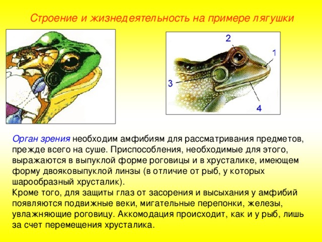 Строение и жизнедеятельность на примере лягушки Орган зрения необходим амфибиям для рассматривания предметов, прежде всего на суше. Приспособления, необходимые для этого, выражаются в выпуклой форме роговицы и в хрусталике, имеющем форму двояковыпуклой линзы (в отличие от рыб, у которых шарообразный хрусталик). Кроме того, для защиты глаз от засорения и высыхания у амфибий появляются подвижные веки, мигательные перепонки, железы, увлажняющие роговицу. Аккомодация происходит, как и у рыб, лишь за счет перемещения хрусталика.  
