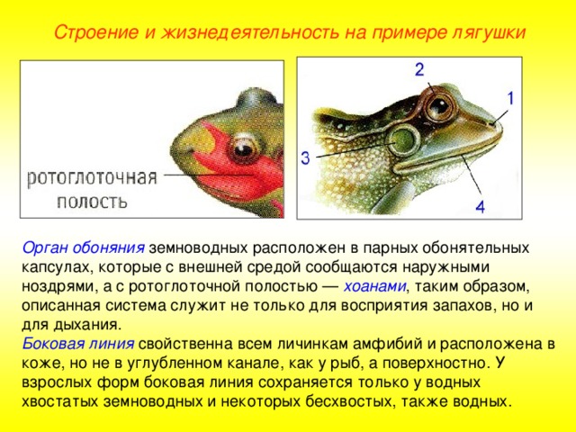 Строение и жизнедеятельность на примере лягушки Орган обоняния  земноводных расположен в парных обонятельных капсулах, которые с внешней средой сообщаются наружными ноздрями, а с ротоглоточной полостью — хоанами , таким образом, описанная система служит не только для восприятия запахов, но и для дыхания. Боковая линия  свойственна всем личинкам амфибий и расположена в коже, но не в углубленном канале, как у рыб, а поверхностно. У взрослых форм боковая линия сохраняется только у водных хвостатых земноводных и некоторых бесхвостых, также водных.  
