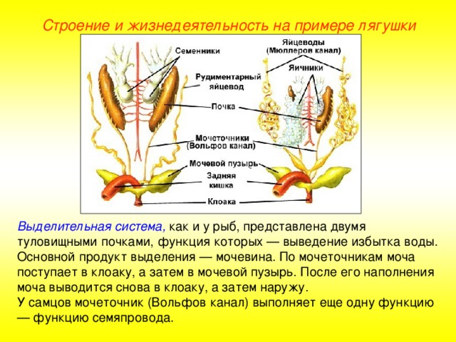 Строение и жизнедеятельность на примере лягушки Выделительная система, как и у рыб, представлена двумя туловищными почками, функция которых — выведение избытка воды. Основной продукт выделения — мочевина. По мочеточникам моча поступает в клоаку, а затем в мочевой пузырь. После его наполнения моча выводится снова в клоаку, а затем наружу. У самцов мочеточник (Вольфов канал) выполняет еще одну функцию — функцию семяпровода.  