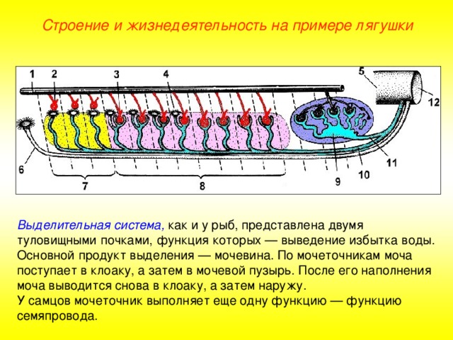 Строение и жизнедеятельность на примере лягушки Выделительная система, как и у рыб, представлена двумя туловищными почками, функция которых — выведение избытка воды. Основной продукт выделения — мочевина. По мочеточникам моча поступает в клоаку, а затем в мочевой пузырь. После его наполнения моча выводится снова в клоаку, а затем наружу. У самцов мочеточник выполняет еще одну функцию — функцию семяпровода.  