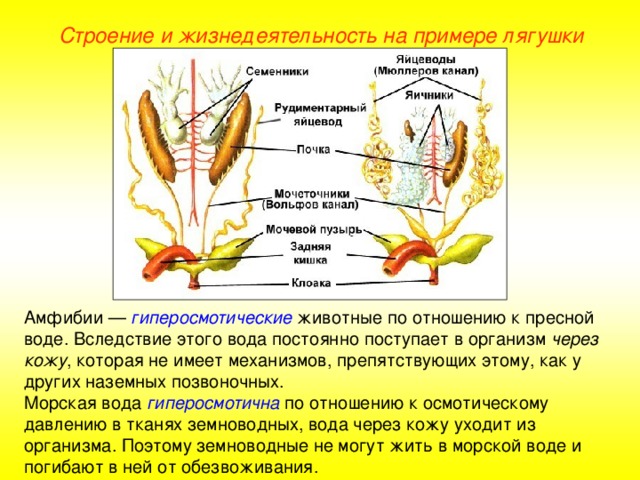 Строение и жизнедеятельность на примере лягушки Амфибии — гиперосмотические животные по отношению к пресной воде. Вследствие этого вода постоянно поступает в организм через кожу , которая не имеет механизмов, препятствующих этому, как у других наземных позвоночных. Морская вода гиперосмотична по отношению к осмотическому давлению в тканях земноводных, вода через кожу уходит из организма. Поэтому земноводные не могут жить в морской воде и погибают в ней от обезвоживания.  