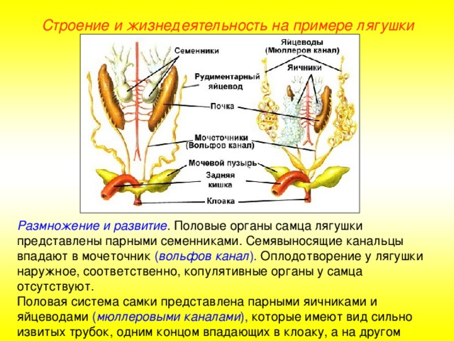 Строение и жизнедеятельность на примере лягушки Размножение и развитие . Половые органы самца лягушки представлены парными семенниками. Семявыносящие канальцы впадают в мочеточник ( вольфов канал ). Оплодотворение у лягушки наружное, соответственно, копулятивные органы у самца отсутствуют. Половая система самки представлена парными яичниками и яйцеводами ( мюллеровыми каналами ), которые имеют вид сильно извитых трубок, одним концом впадающих в клоаку, а на другом несущих воронки, в которые попадают.  