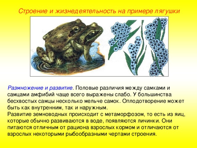 Строение и жизнедеятельность на примере лягушки Размножение и развитие . Половые различия между самками и самцами амфибий чаще всего выражены слабо. У большинства бесхвостых самцы несколько мельче самок. Оплодотворение может быть как внутренним, так и наружным. Развитие земноводных происходит с метаморфозом, то есть из яиц, которые обычно развиваются в воде, появляются личинки. Они питаются отличным от рациона взрослых кормом и отличаются от взрослых некоторыми рыбообразными чертами строения.  