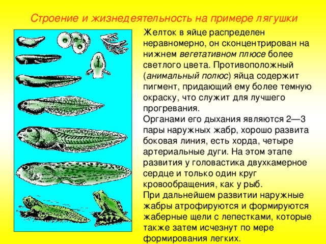 Строение и жизнедеятельность на примере лягушки Желток в яйце распределен неравномерно, он сконцентрирован на нижнем вегетативном плюсе более светлого цвета. Противоположный ( анимальный полюс ) яйца содержит пигмент, придающий ему более темную окраску, что служит для лучшего прогревания. Органами его дыхания являются 2—3 пары наружных жабр, хорошо развита боковая линия, есть хорда, четыре артериальные дуги. На этом этапе развития у головастика двухкамерное сердце и только один круг кровообращения, как у рыб. При дальнейшем развитии наружные жабры атрофируются и формируются жаберные щели с лепестками, которые также затем исчезнут по мере формирования легких.  