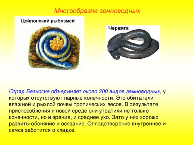 Многообразие земноводных Отряд Безногие объединяет около 200 видов земноводных , у которых отсутствуют парные конечности. Это обитатели влажной и рыхлой почвы тропических лесов. В результате приспособления к новой среде они утратили не только конечности, но и зрение, и среднее ухо. Зато у них хорошо развиты обоняние и осязание. Оплодотворение внутреннее и самка заботится о кладке. 