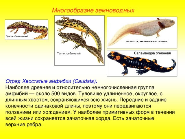 Многообразие земноводных Отряд Хвостатые амфибии (Caudata) . Наиболее древняя и относительно немногочисленная группа амфибий — около 500 видов. Туловище удлиненное, округлое, с длинным хвостом, сохраняющимся всю жизнь. Передние и задние конечности одинаковой длины, поэтому они передвигаются ползанием или хождением. У наиболее примитивных форм в течении всей жизни сохраняется зачаточная хорда. Есть зачаточные верхние ребра.  