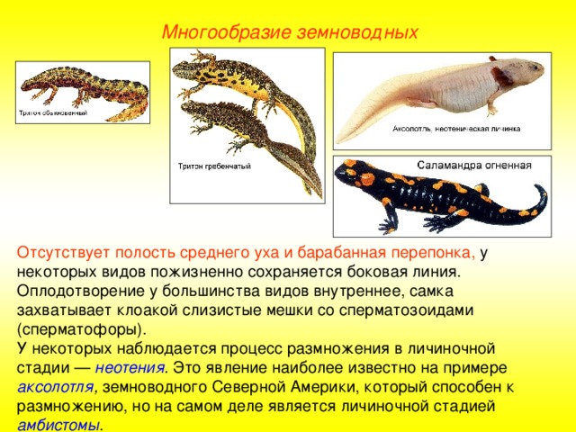 Многообразие земноводных Отсутствует полость среднего уха и барабанная перепонка, у некоторых видов пожизненно сохраняется боковая линия. Оплодотворение у большинства видов внутреннее, самка захватывает клоакой слизистые мешки со сперматозоидами (сперматофоры). У некоторых наблюдается процесс размножения в личиночной стадии — неотения . Это явление наиболее известно на примере аксолотля , земноводного Северной Америки, который способен к размножению, но на самом деле является личиночной стадией амбистомы .  