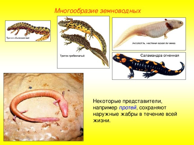 Многообразие земноводных Некоторые представители, например протей , сохраняют наружные жабры в течение всей жизни.  