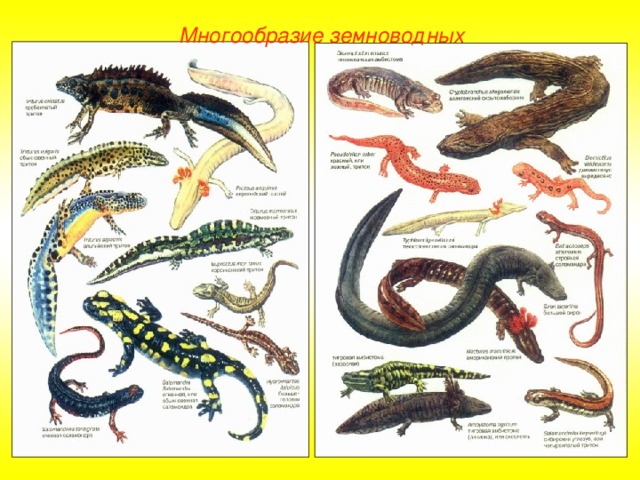 Многообразие земноводных 