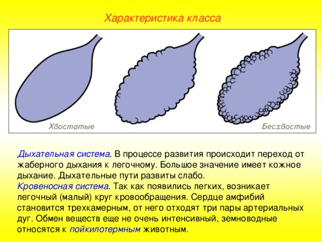 Характеристика класса Дыхательная система . В процессе развития происходит переход от жаберного дыхания к легочному. Большое значение имеет кожное дыхание. Дыхательные пути развиты слабо. Кровеносная система . Так как появились легких, возникает легочный (малый) круг кровообращения. Сердце амфибий становится трехкамерным, от него отходят три пары артериальных дуг. Обмен веществ еще не очень интенсивный, земноводные относятся к пойкилотермным животным.  