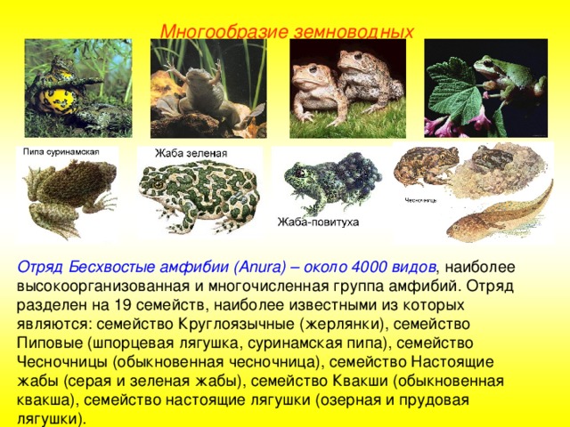 Многообразие земноводных Отряд Бесхвостые амфибии (Anura) – около 4000 видов ,  наиболее высокоорганизованная и многочисленная группа амфибий. Отряд разделен на 19 семейств, наиболее известными из которых являются: семейство Круглоязычные (жерлянки), семейство Пиповые (шпорцевая лягушка, суринамская пипа), семейство Чесночницы (обыкновенная чесночница), семейство Настоящие жабы (серая и зеленая жабы), семейство Квакши (обыкновенная квакша), семейство настоящие лягушки (озерная и прудовая лягушки).  