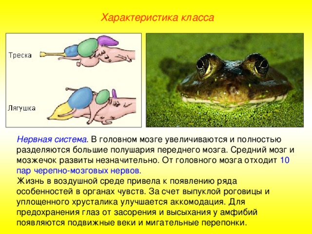 Характеристика класса Нервная система .  В головном мозге увеличиваются и полностью разделяются большие полушария переднего мозга. Средний мозг и мозжечок развиты незначительно. От головного мозга отходит 10 пар черепно-мозговых нервов. Жизнь в воздушной среде привела к появлению ряда особенностей в органах чувств. За счет выпуклой роговицы и уплощенного хрусталика улучшается аккомодация. Для предохранения глаз от засорения и высыхания у амфибий появляются подвижные веки и мигательные перепонки.  