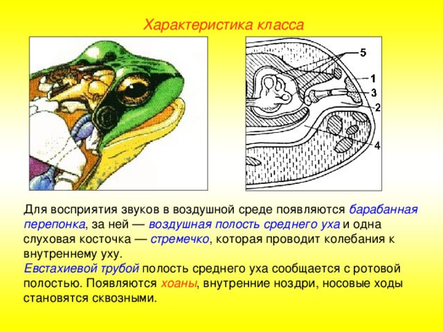 Характеристика класса Для восприятия звуков в воздушной среде появляются барабанная перепонка , за ней — воздушная полость среднего уха и одна слуховая косточка — стремечко , которая проводит колебания к внутреннему уху. Евстахиевой трубой полость среднего уха сообщается с ротовой полостью. Появляются хоаны , внутренние ноздри, носовые ходы становятся сквозными.  