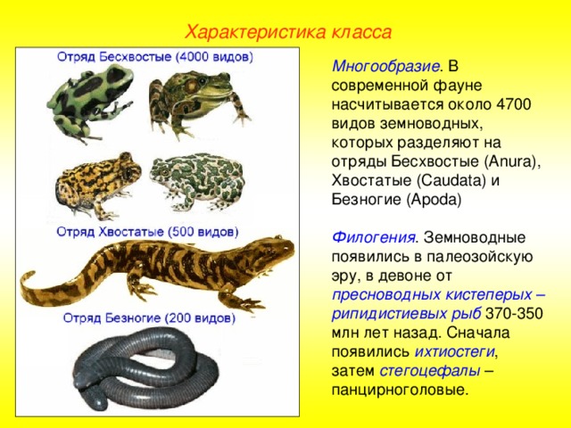 Характеристика класса Многообразие . В современной фауне насчитывается около 4700 видов земноводных, которых разделяют на отряды Бесхвостые (Anura), Хвостатые (Caudata) и Безногие (Apoda) Филогения . Земноводные появились в палеозойскую эру, в девоне от пресноводных кистеперых – рипидистиевых рыб 370-350 млн лет назад. Сначала появились ихтиостеги , затем стегоцефалы – панцирноголовые.  
