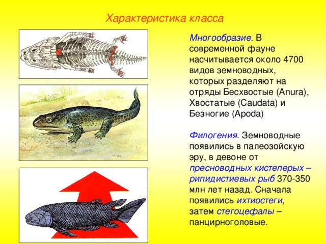 Характеристика класса Многообразие . В современной фауне насчитывается около 4700 видов земноводных, которых разделяют на отряды Бесхвостые (Anura), Хвостатые (Caudata) и Безногие (Apoda) Филогения . Земноводные появились в палеозойскую эру, в девоне от пресноводных кистеперых – рипидистиевых рыб 370-350 млн лет назад. Сначала появились ихтиостеги , затем стегоцефалы – панцирноголовые.  