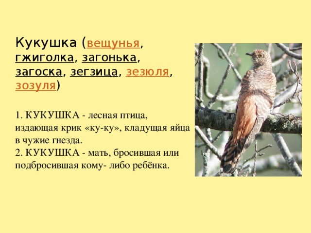 Кукушка ( вещунья , гжиголка , загонька , загоска , зегзица , зезюля , зозуля )   1. КУКУШКА - лесная птица, издающая крик «ку-ку», кладущая яйца в чужие гнезда.  2. КУКУШКА - мать, бросившая или подбросившая кому- либо ребёнка.