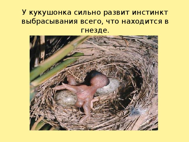 У кукушонка сильно развит инстинкт выбрасывания всего, что находится в гнезде.