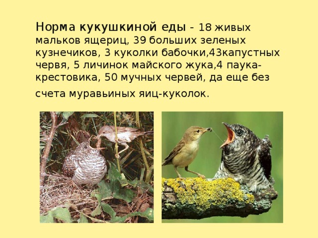 Норма кукушкиной еды - 18 живых мальков ящериц, 39 больших зеленых кузнечиков, 3 куколки бабочки,43капустных червя, 5 личинок майского жука,4 паука-крестовика, 50 мучных червей, да еще без счета муравьиных яиц-куколок.