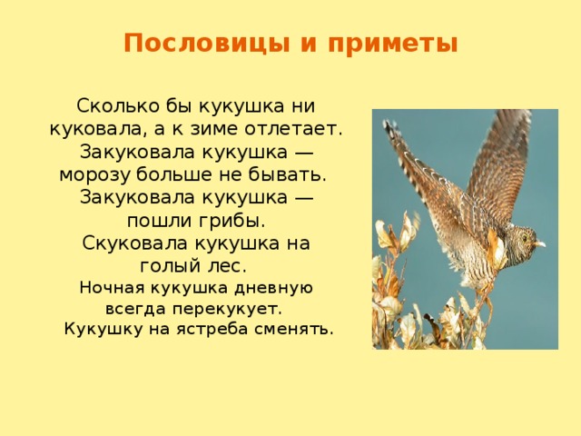 Пословицы и приметы Сколько бы кукушка ни куковала, а к зиме отлетает.  Закуковала кукушка — морозу больше не бывать.  Закуковала кукушка — пошли грибы.  Скуковала кукушка на голый лес.   Ночная кукушка дневную всегда перекукует.  Кукушку на ястреба сменять.