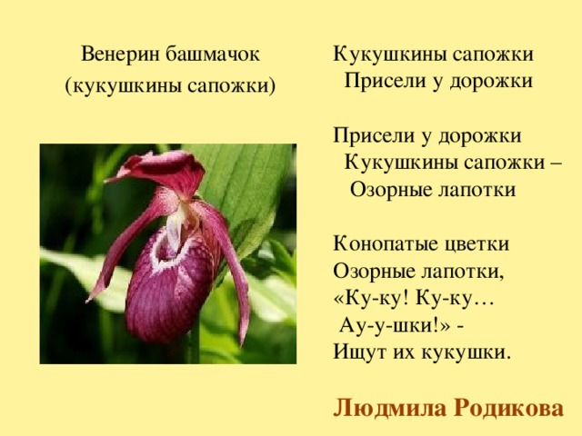 Кукушкины сапожки Венерин башмачок  Присели у дорожки Присели у дорожки (кукушкины сапожки)  Кукушкины сапожки –  Озорные лапотки Конопатые цветки Озорные лапотки, «Ку-ку! Ку-ку…  Ау-у-шки!» - Ищут их кукушки.  Людмила Родикова