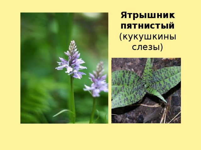 Ятрышник пятнистый (кукушкины слезы)
