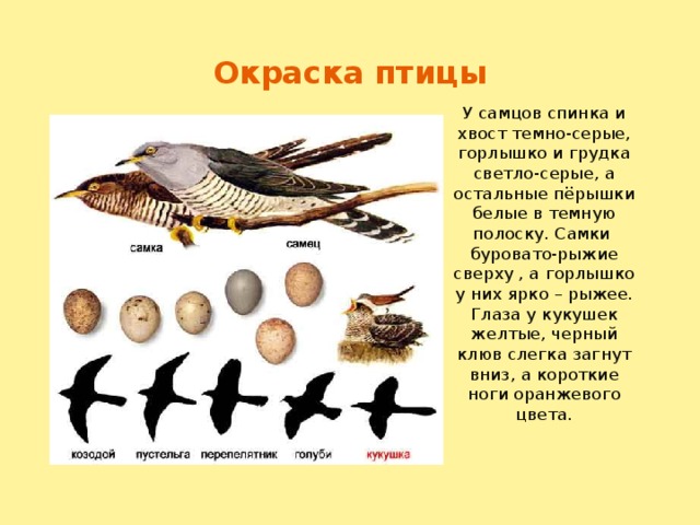 Окраска птицы У самцов спинка и хвост темно-серые, горлышко и грудка светло-серые, а остальные пёрышки белые в темную полоску. Самки буровато-рыжие сверху , а горлышко у них ярко – рыжее. Глаза у кукушек желтые, черный клюв слегка загнут вниз, а короткие ноги оранжевого цвета.